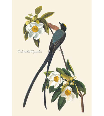 « fork tailed flycatcher » par john james audubon, impression