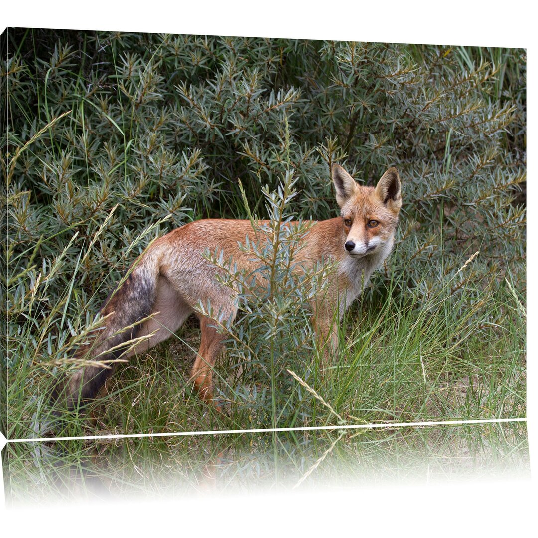 Leinwandbild Fuchs im Wildstrauch