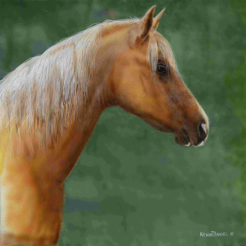 Palomino, H 12 po x l 12 po