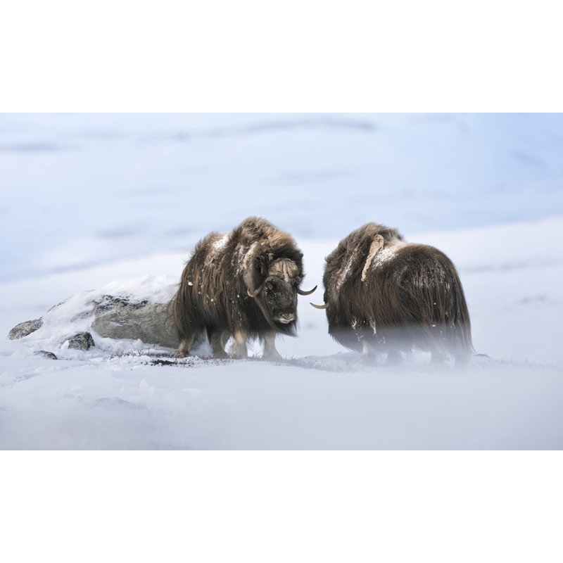 Wrapped Canvas Print, 60.96 cm H x 91.44 cm W