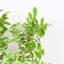 Branche de feuilles panachées artificielles de 36 po pour remplissage de vase, feuillage de verdure à longue tige de ferme pour décorations de table de centre de table de bureau à domicile