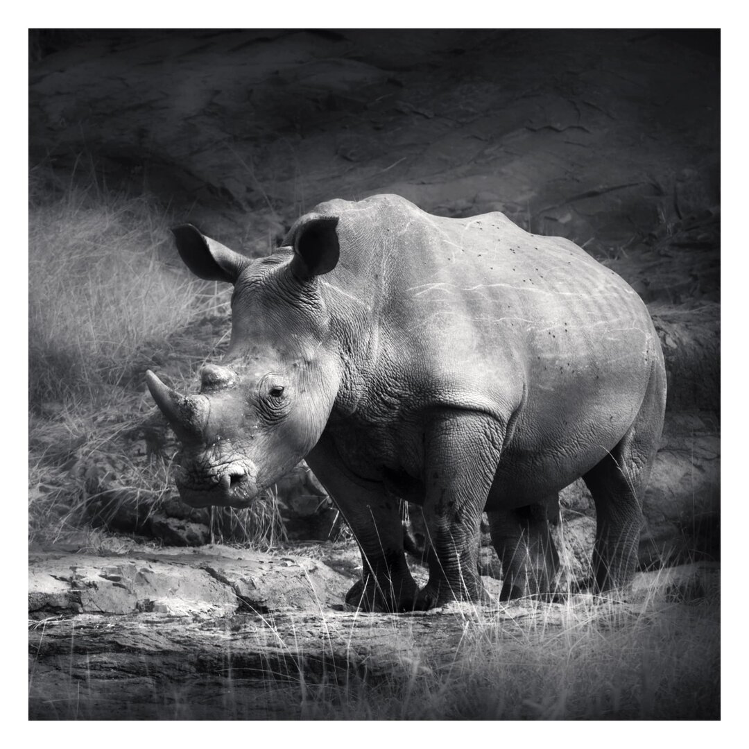 Strukturierte Fototapete Lonesome Rhinoceros 1,92 m x 192 cm