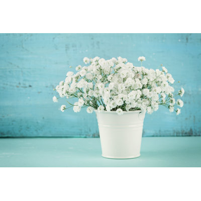 Beautiful Gypsophilla Flower 1 Piece Wrapped Canvas Wall Art