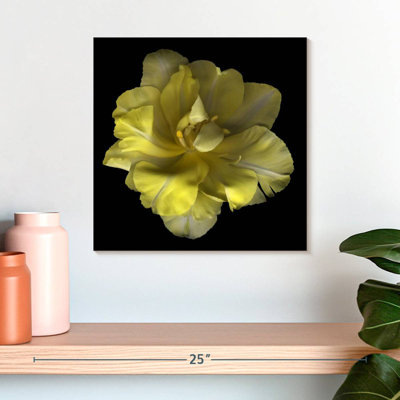 Tulipe jaune Harnek I