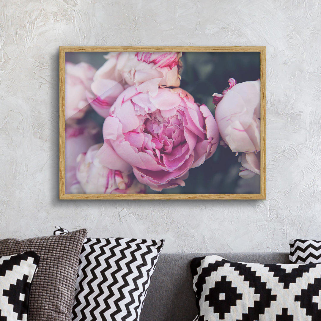 Gerahmtes Poster Peony Blossom Shabby