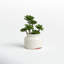 Plante grasse en pot