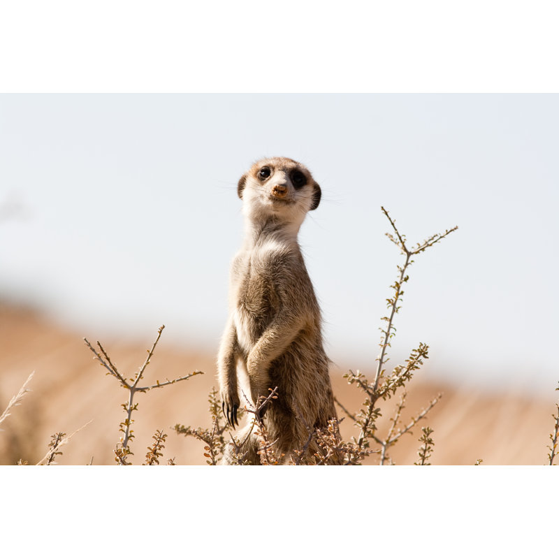 Meerkat On The Lookout - Wrapped Canvas Print, 20cm H x 30cm W