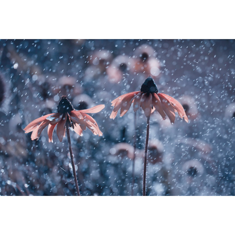 Wrapped Canvas Print, 121.92 cm H x 81.28 cm W