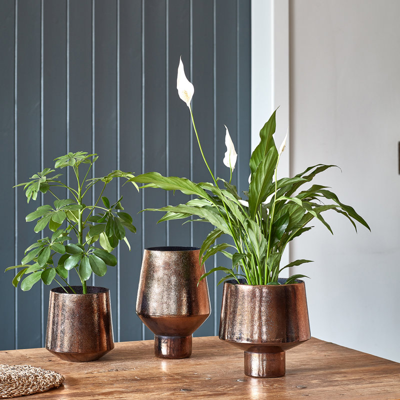Opulent Curved Metallic Planter, Bronze