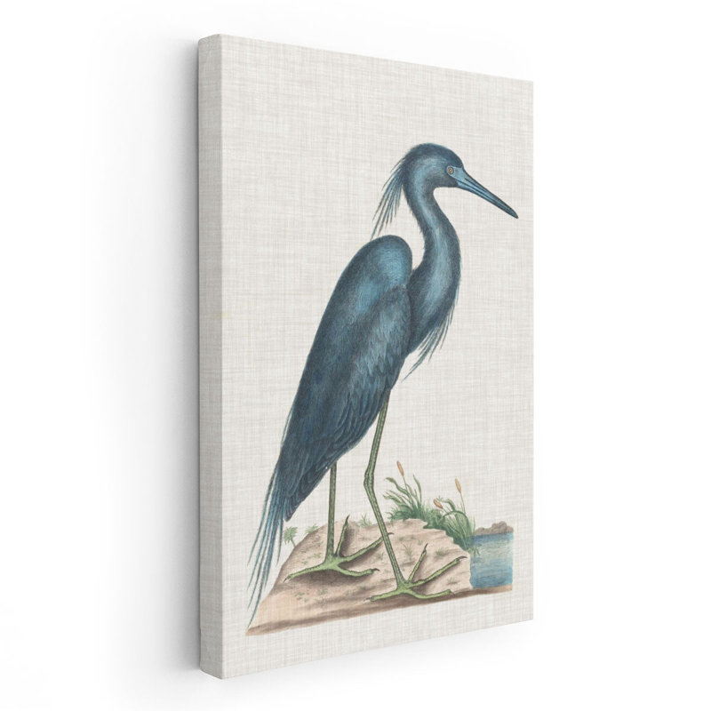 Catesby Heron II - reproduction d'art sur toile, H 30 po x l 20 po