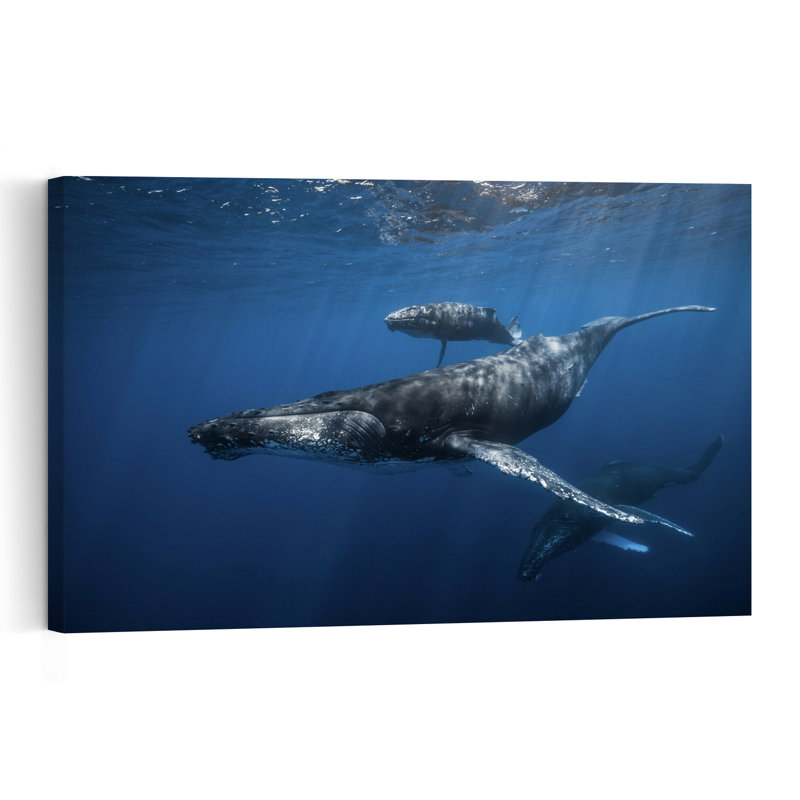 Humpback Whale Family Peaceful Serene Contemporary Whale Nature Ocean Wall Art Print 1 Piece Wrapped Canvas Wall Art