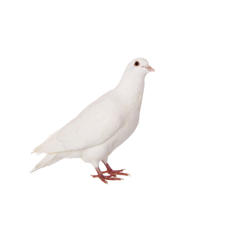 White Dove by Frankhuang, 8'' H x 12'' W