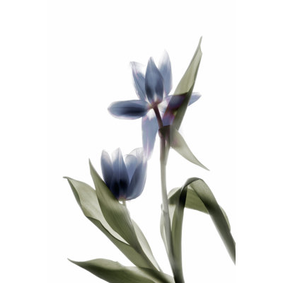 Xray Tulip VIII - Wrapped Canvas Painting