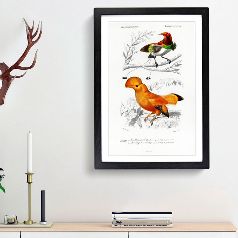 Bird Illustrations PL. 5B by Charles D' Orbigny - Single Picture Frame Painting, 63cm H x 45cm W x 2cm D, Black Framed