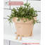 Cute Pots Pot Planter