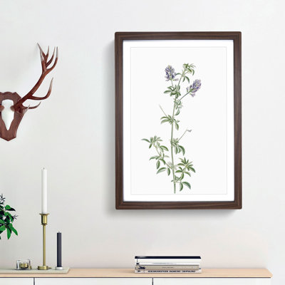 Spanish Clover Flowers by Pierre-Joseph Redoute - Picture Frame Painting Print