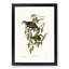 Superb Fruit Pigeons by Elizabeth Gould - Picture Frame Art Prints-55617038-55617041