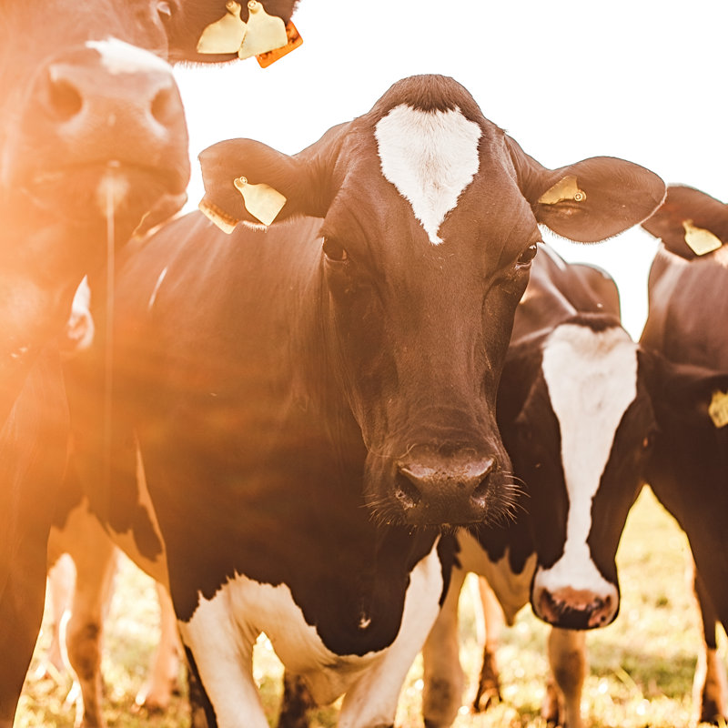Cows At Sunset In Summer by Knape - No Frame Print on Canvas, 91cm H x 91cm W