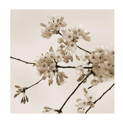 Pensée du début du printemps III par Sofia Fox - impression