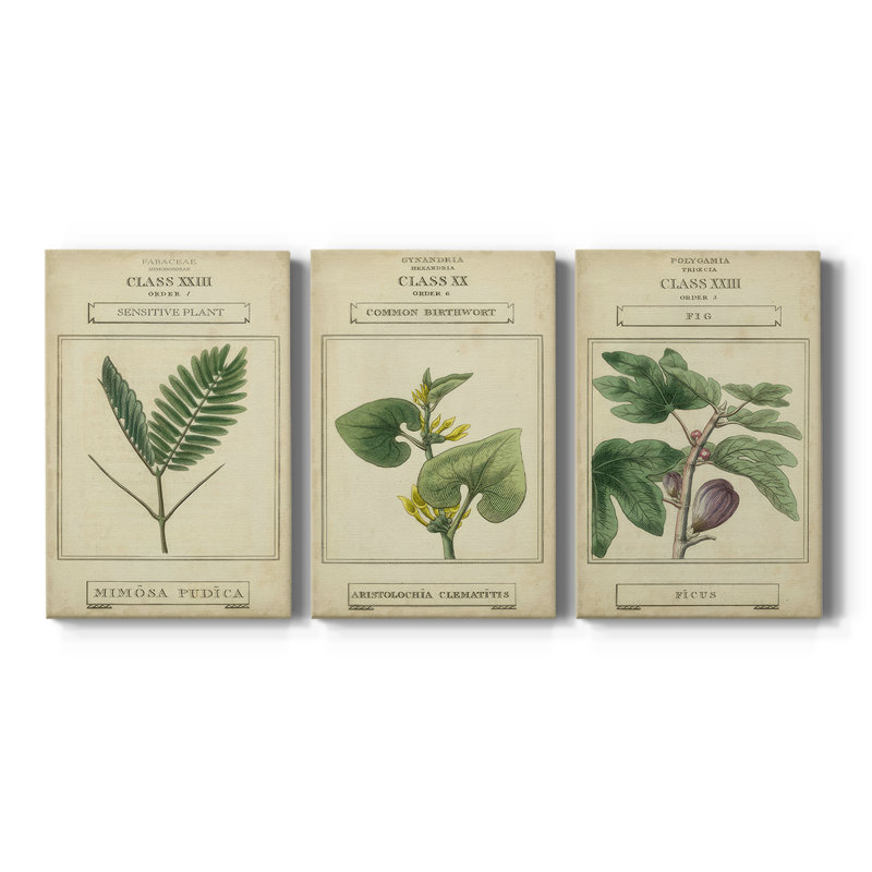 Linnaean Botany IV - Toile tendue sur mesure avec châssis - 3 pièces, H 12 po x l 24 po
