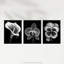 Elegant Single Orchid Cala Lily Pansy Spring Flowers Floral - 3 Piece No Frame Print Set-1101318628