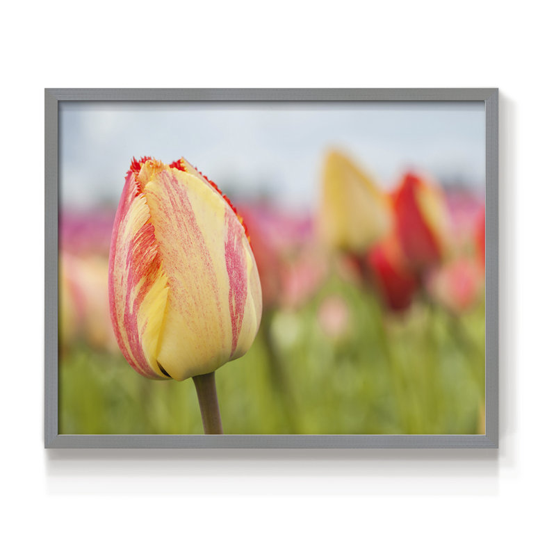 Spring Sherbet -Framed Print - Restickable, 22" H x 28" W, Grey