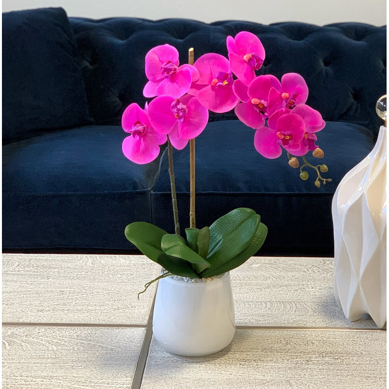 Arrangement floral orchidée phalaenopsis en pot, Fuchsia / rose