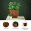 Vase Chaffinch-122059983-122059985