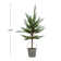 Primrue Faux Pine Tree in Pot | Wayfair
