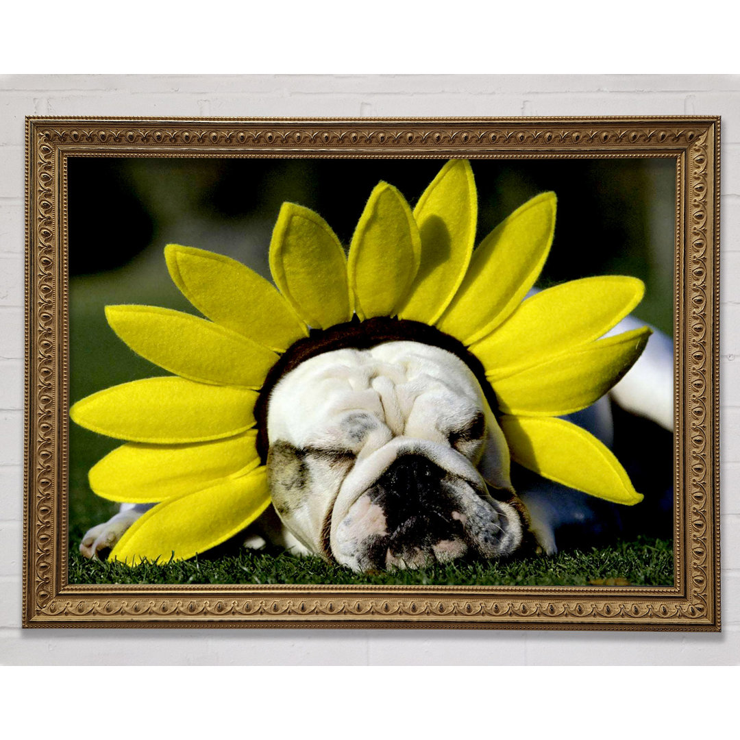 Hund Sonnenblumenhut - Einzelner Bilderrahmen Kunstdrucke