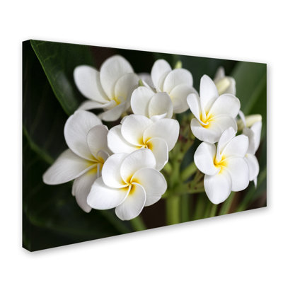 Fabrizzio "Plumeria Flowers" by Pierre Leclerc Photographic Print on Wrapped Canvas