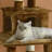 67.25'' H Cat Tree-27708059
