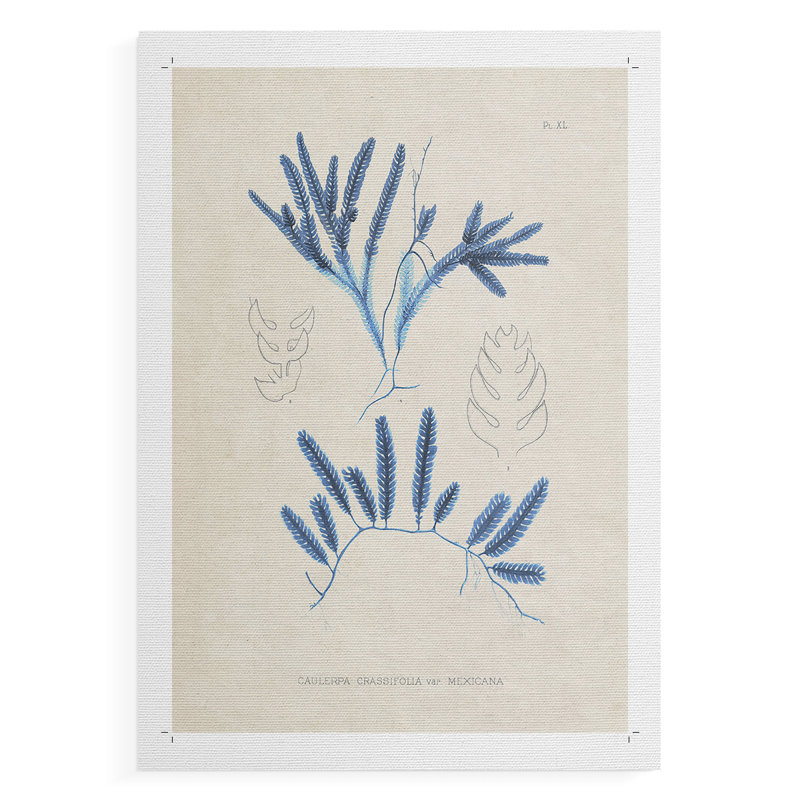 Blue Marine Algae I - Impression sur toile seulement - NON CADRE, H 18 po x l 12 po