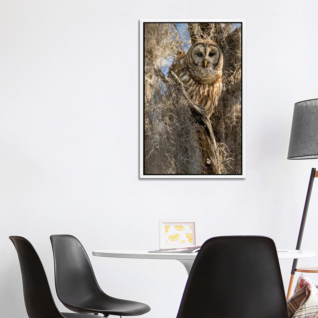 Barred Owl, Aka Hoot Owl In Tree, Florida, USA von Joe & Mary Ann McDonald - Gallery-Wrapped Canvas Giclée on Canvas