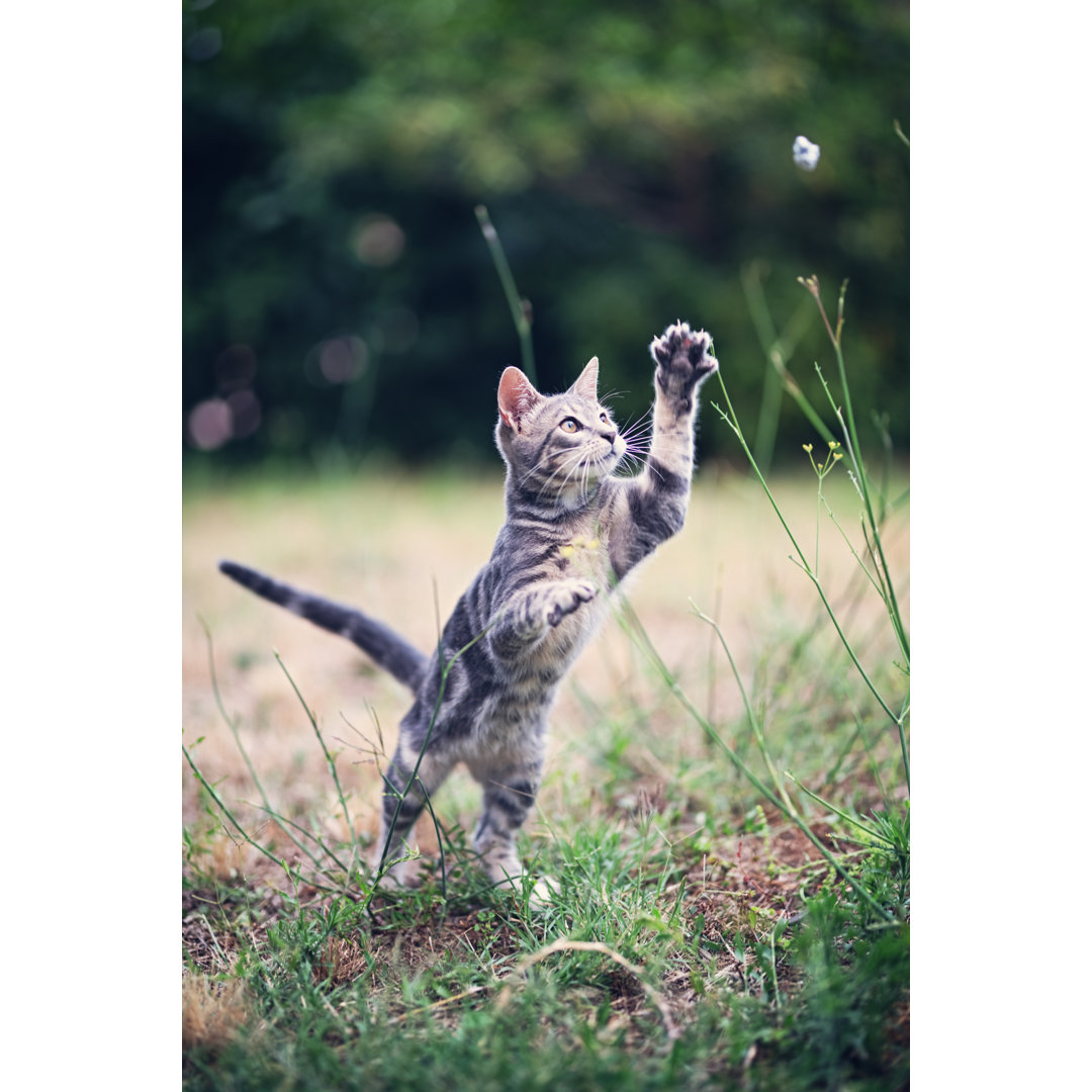 Kleine Katze von Imgorthand - Druck auf Leinwand ohne Rahmen