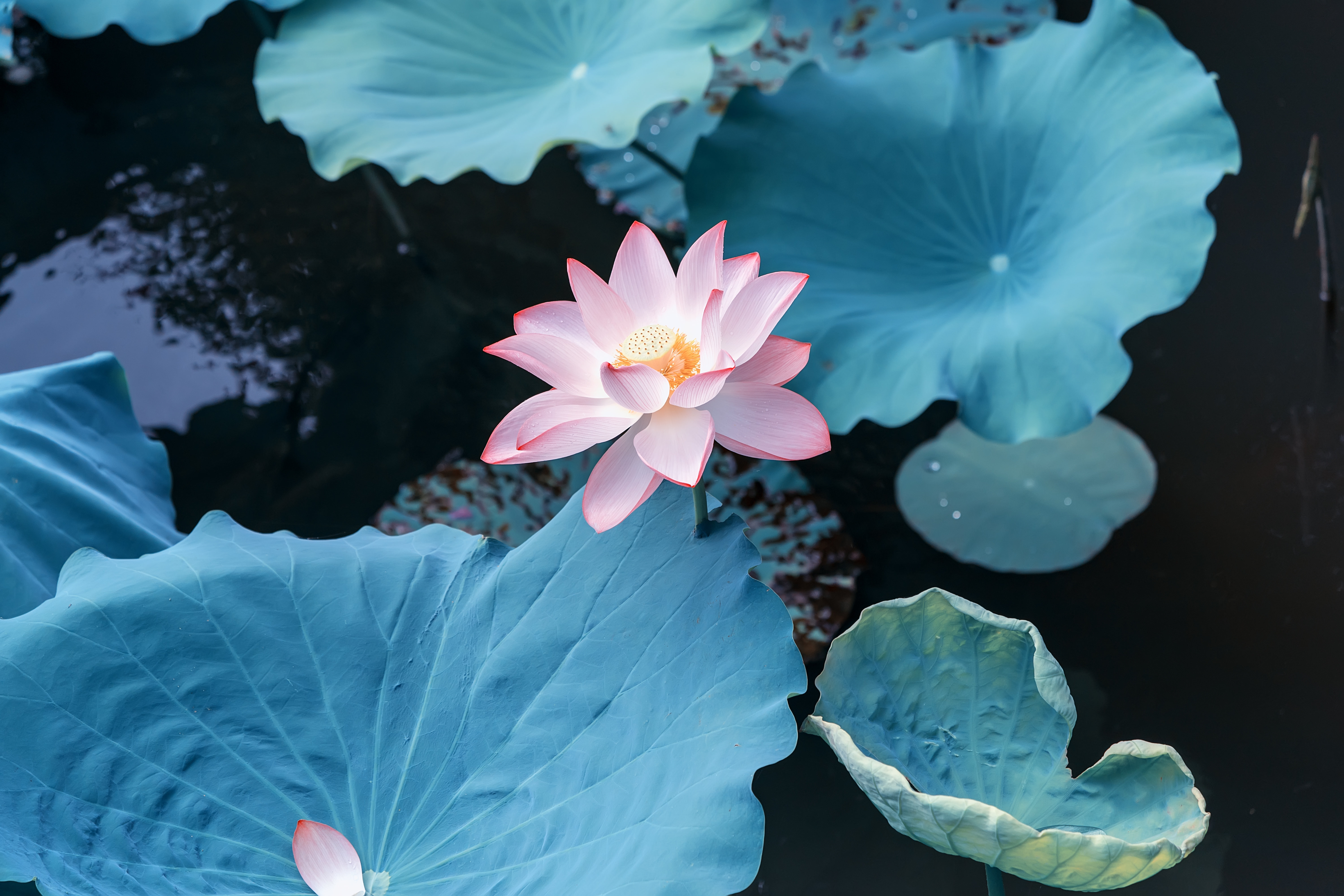Bungalow Rose Lotus Flower - Wrapped Canvas Photograph | Wayfair