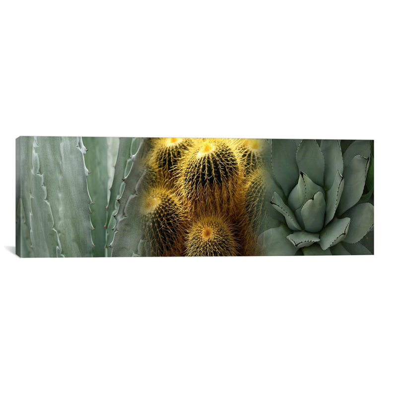 Cactus - reproduction de photo sur toile tendue, H 20 po x l 60 po x P 1,5 po, Toile tendue