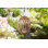 Lumisphere 11.5'' Solar Powered Outdoor Hanging Light
