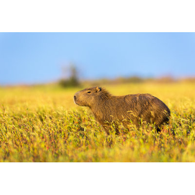 " Capybara In Field "