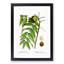 Black Walnut Tree by Pierre-Joseph Redoute - Picture Frame Graphic Art Print-55512409-55512413