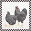 «Home To Roost II», reproduction sur toile tendue-72448843-72448842-27700355