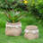 Set of 2 6.5x6.5x6" Brown Cement Planter with Woven Tassel Accent