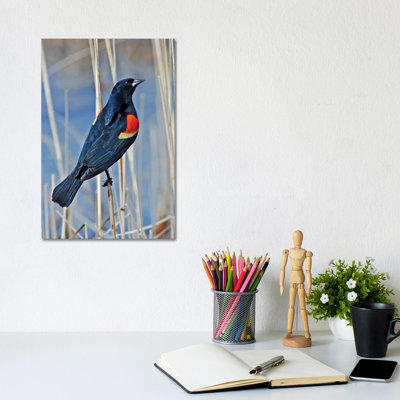 " Redwing Blackbird " by Brian Wolf