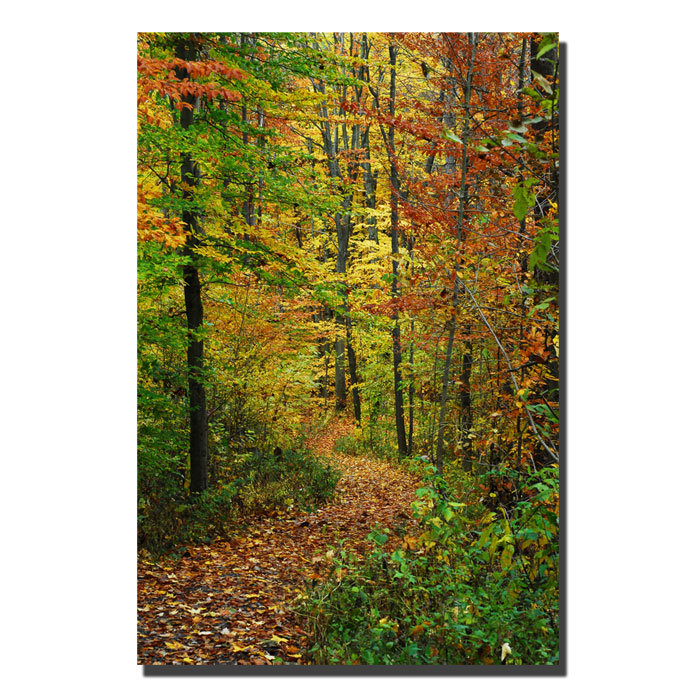 Autumn Forest Trail Framed Canvas Art Print