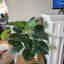 Customer photo 2 of 2