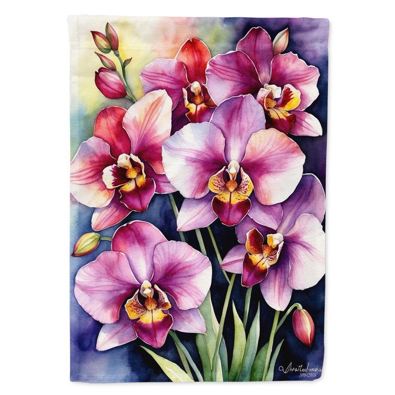Drapeau d'hypericum ou de millepertuis, Orchidées Miltoniopsis