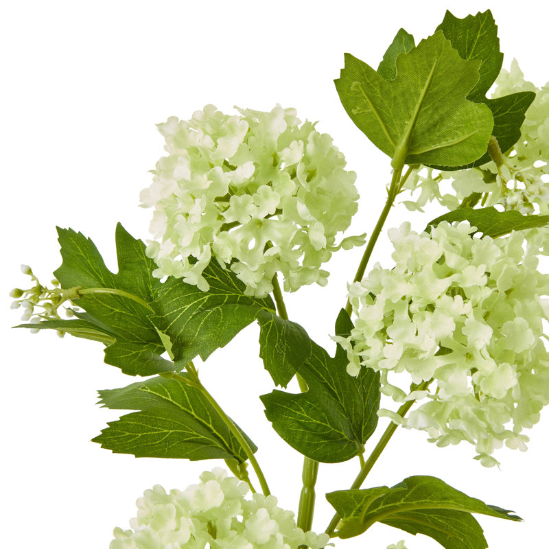 Snowball Viburnum Spray, Green