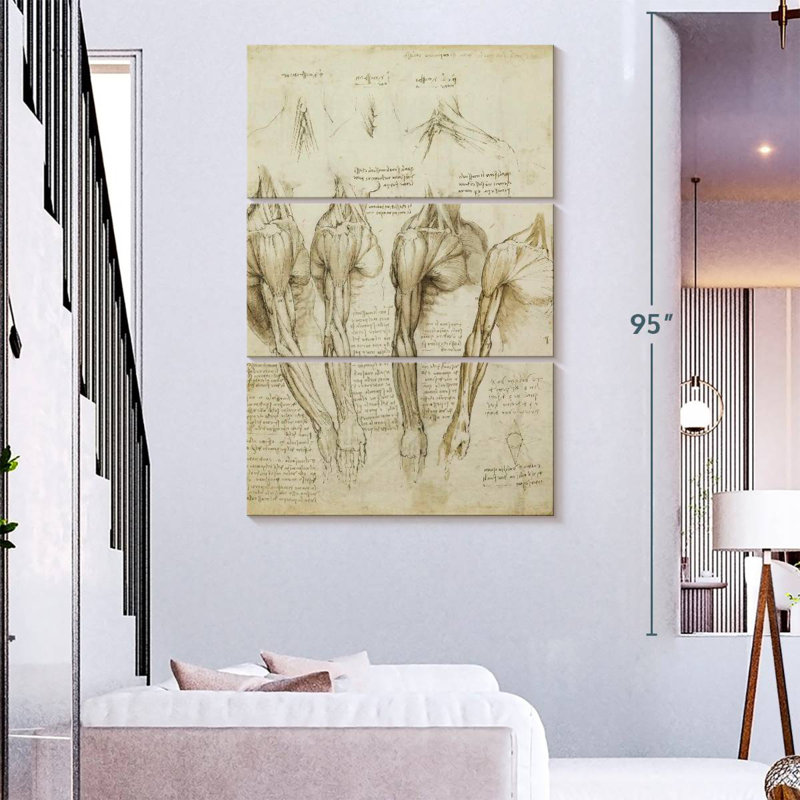 Muscles de l'épaule Keiri, H 74 po x l 48 po