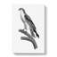Black-Winged Kite Bird - Wrapped Canvas Painting-55371219