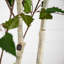 84'' Faux Birch Tree in Pot Liner